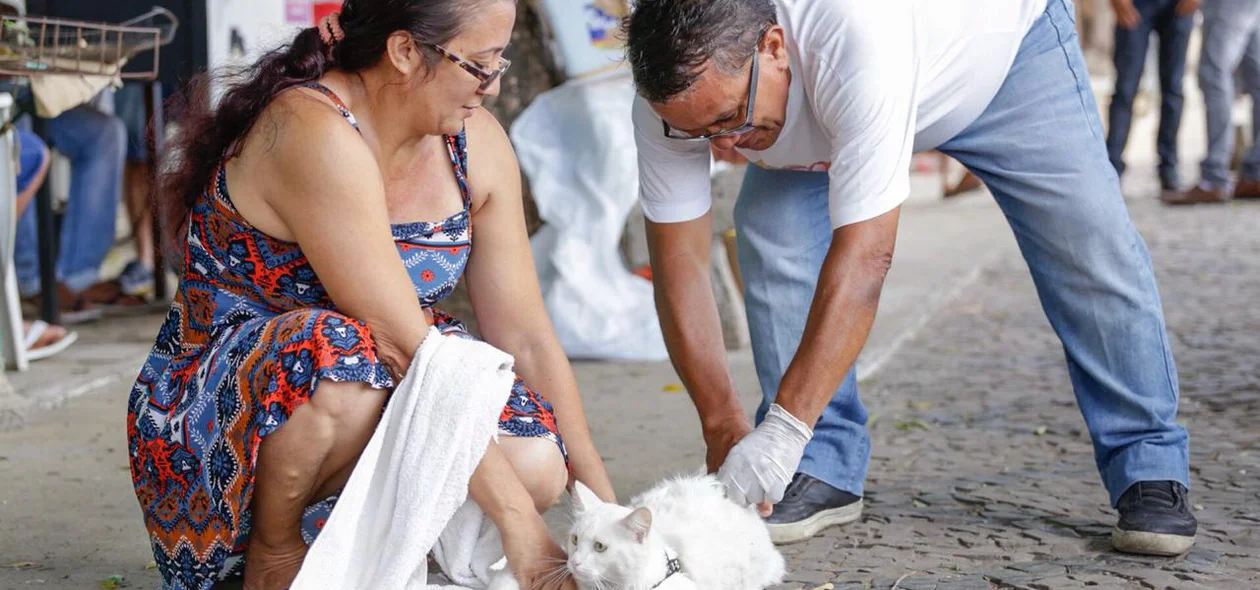 Gato sendo vacinado em Teresina