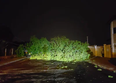 Queda da árvore causou falta de energia na zona leste 