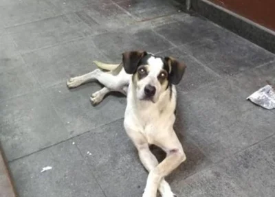 Cachorro agredido até a morte