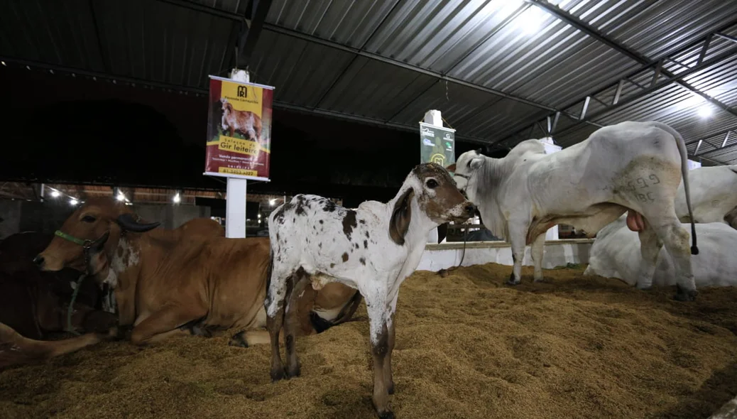 Feira de Exposições Agropecuárias em Teresina