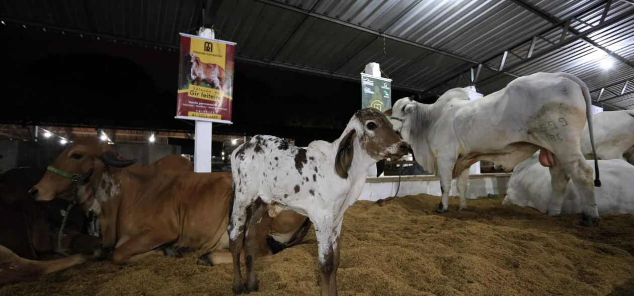 Feira de Exposições Agropecuárias em Teresina