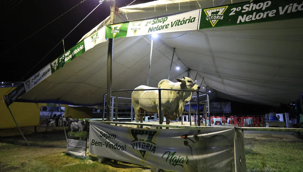 Leilão aconteceu tradicionalmente todos os anos na Expoapi