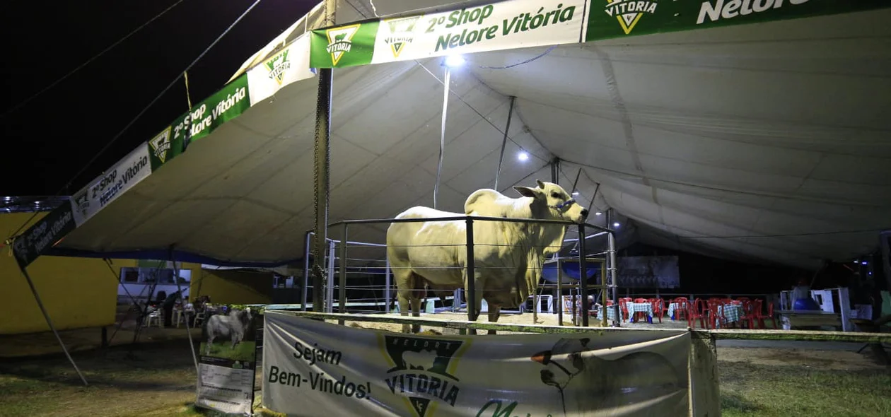 Leilão aconteceu tradicionalmente todos os anos na Expoapi