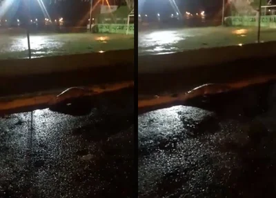 Populares encontraram o jacaré caminhando pela via pública