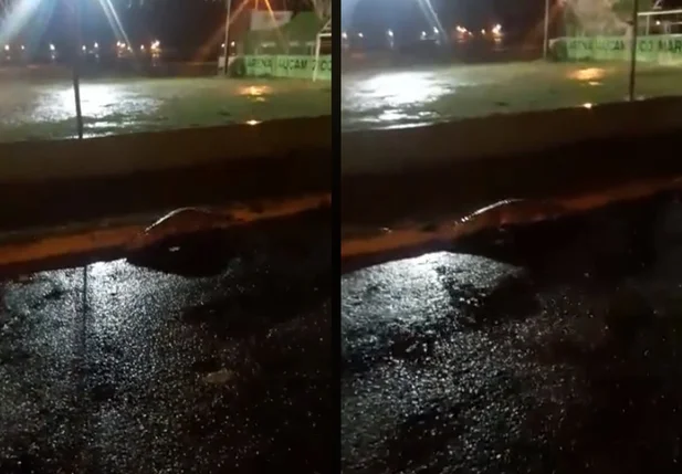 Populares encontraram o jacaré caminhando pela via pública
