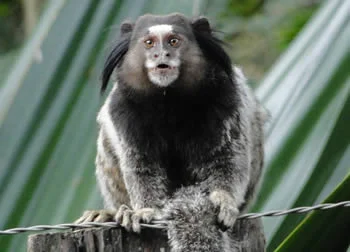Sagui