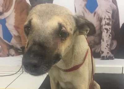 A suspeita é que Chico tenha um tumor no rosto