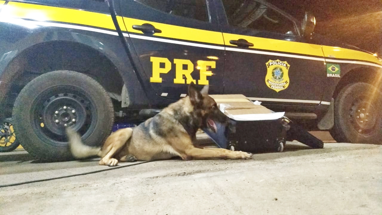Cão farejador encontra maconha em ônibus de viagens 