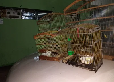 Gaiolas onde os pássaros estavam