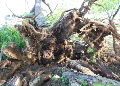 Profissionais da Prefeitura de Teresina também estiveram no local