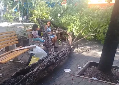 Árvore cai em cima de mulher e crianças no centro de Teresina