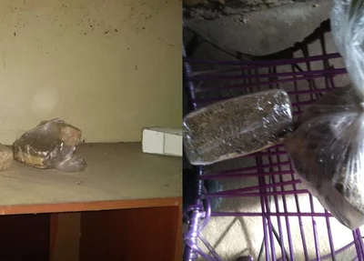 Droga encontrada na casa de Paulo