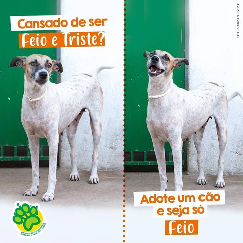 Apipa faz campanha para adoções de animais