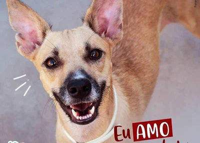 Apipa pede adoções de animais