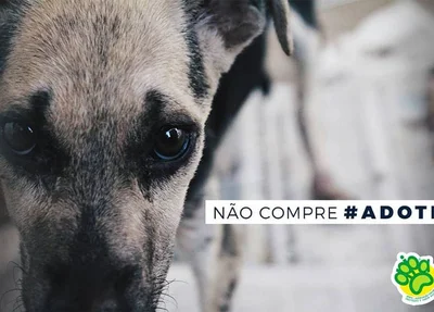 Apipa pede adoções de cães e gatos