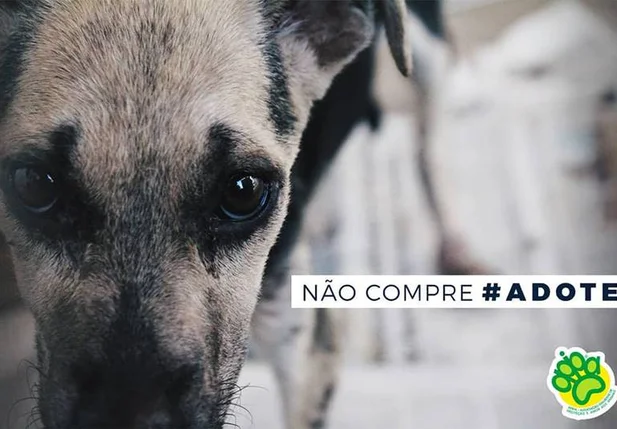 Apipa pede adoções de cães e gatos