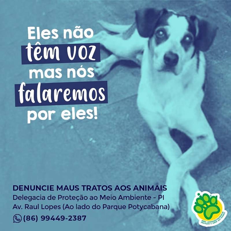 Delegacia investiga maus tratos a animais 