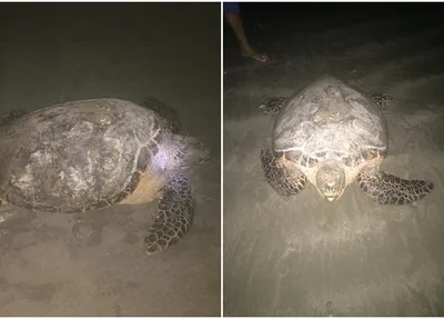 O animal é da espécie em extinção tartaruga-de-pente
