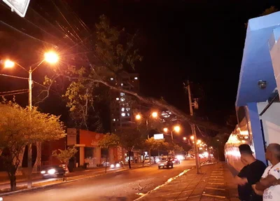 A árvore fica localizada em uma escola na Avenida Presidente Kennedy