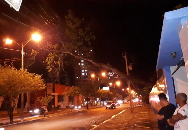 A árvore fica localizada em uma escola na Avenida Presidente Kennedy