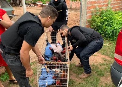 Animais resgatados pela polícia