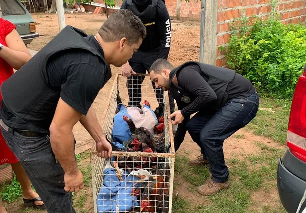 Animais resgatados pela polícia