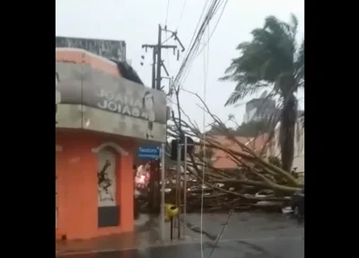 Árvore caiu sobre vários carros no centro de Teresina