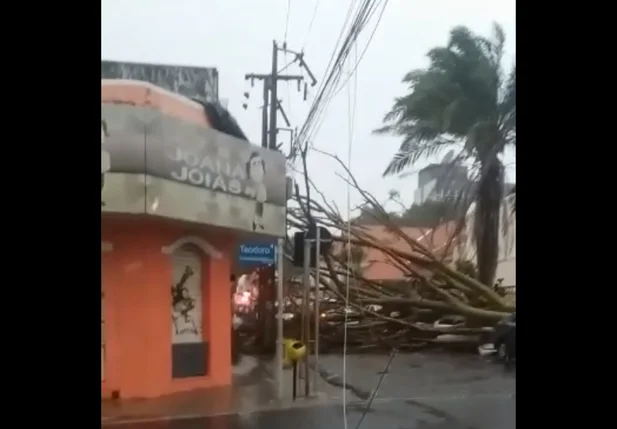 Árvore caiu sobre vários carros no centro de Teresina