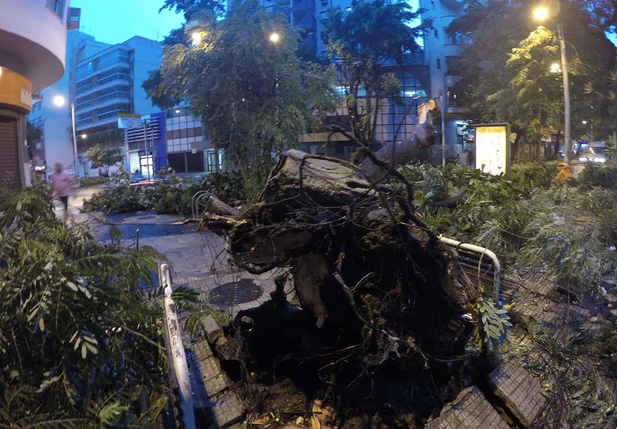 Árvore é vista caída em rua da Zona Sul do Rio de Janeiro (RJ), na manhã desta quinta-feira (7)