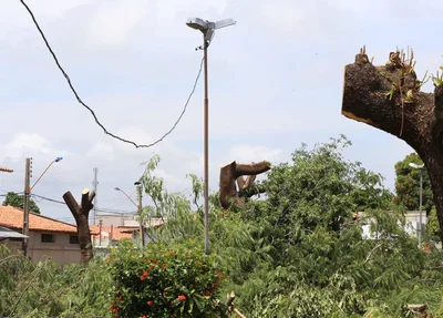 A praça teve todas as suas árvores cortadas