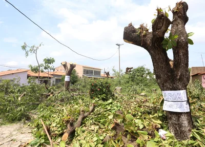 Árvores foram destruídas na Praça Gentil Macedo