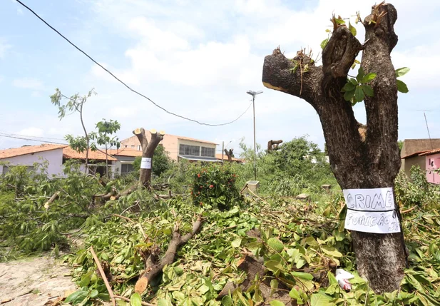 Árvores são destruídas na Praça Gentil Macedo no Saci