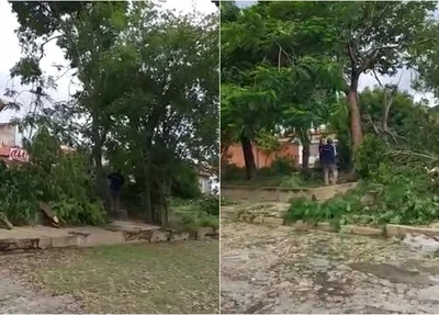 Jardineiro corta árvores no Saci