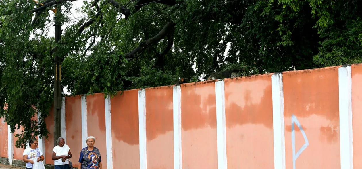 Árvore caída na Alameda Parnaíba causa transtorno aos moradores 