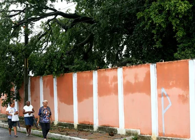 Árvore caída na Alameda Parnaíba causa transtorno aos moradores 