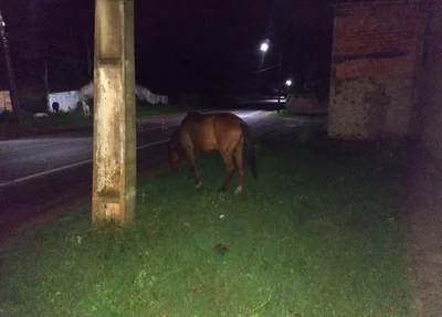 Animal envolvido no acidente