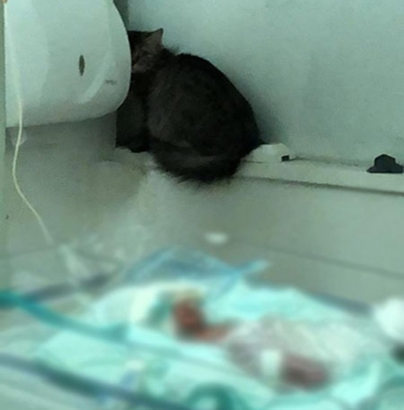 Gato é flagrado ao lado de bebê na Maternidade Dona Evangelina Rosa 