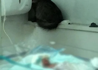 Gato é flagrado ao lado de bebê na Maternidade Dona Evangelina Rosa 