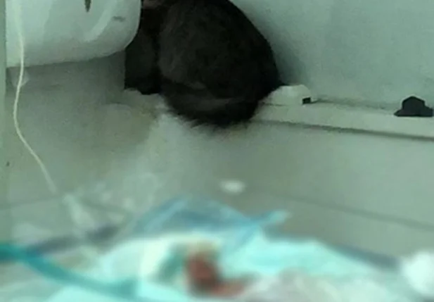 Gato é flagrado ao lado de bebê na Maternidade Dona Evangelina Rosa 
