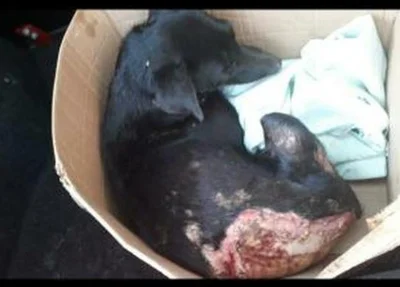 Cachorrinha foi queimada 