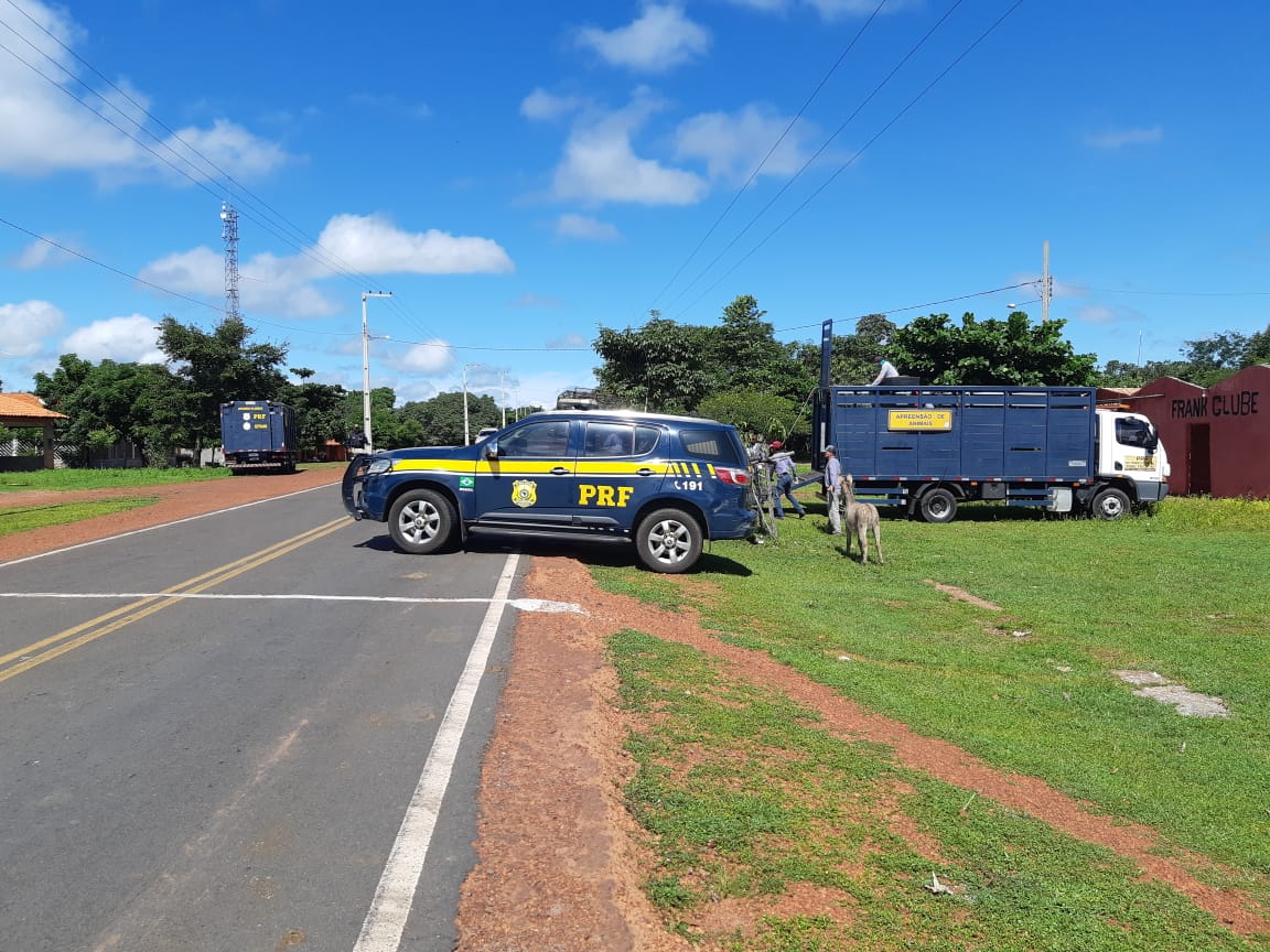 Animais são apreendidos em operação da PRF