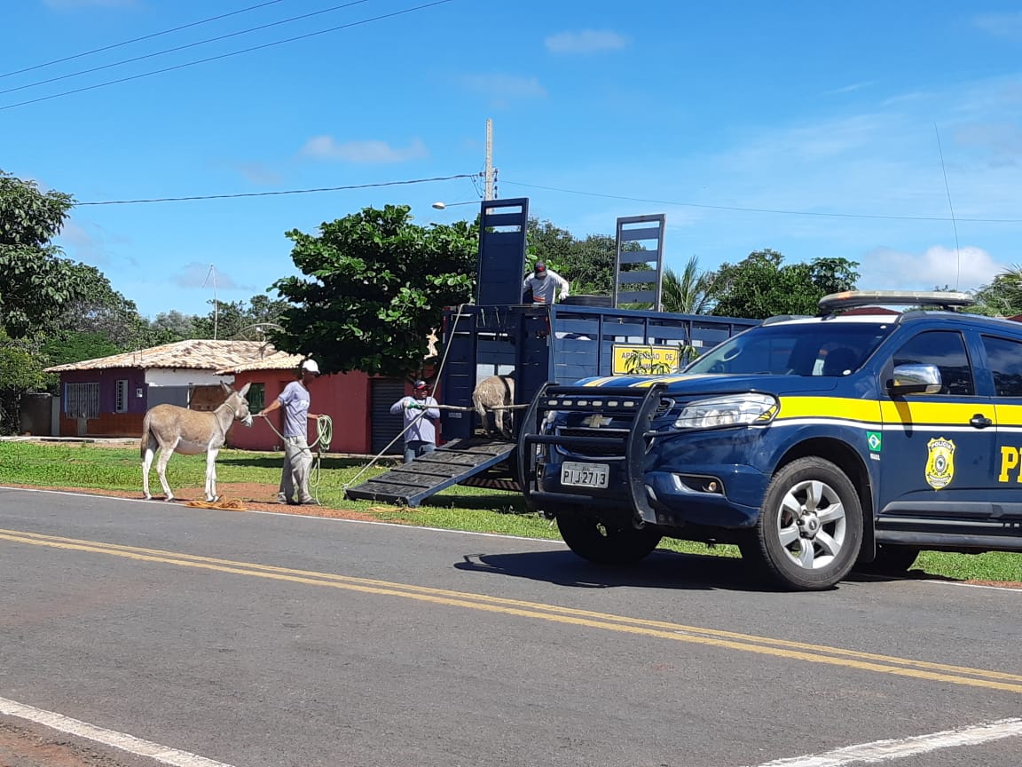 Operação da Polícia Rodoviária Federal no Piauí apreende animais