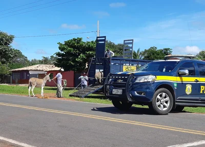 Operação da Polícia Rodoviária Federal no Piauí apreende animais