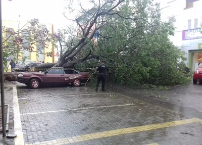 Árvore cai sobre carro em Parnaíba