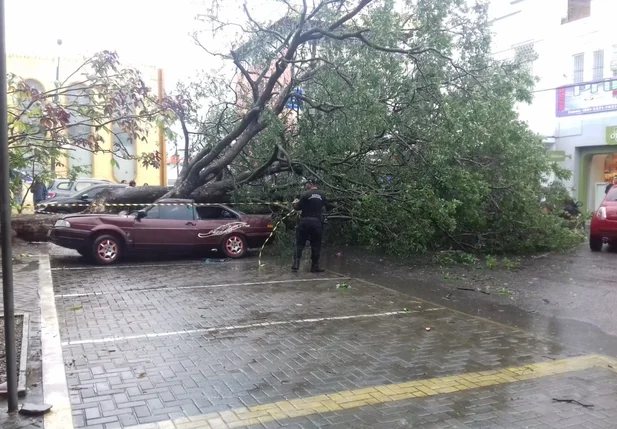 Árvore cai sobre carro em Parnaíba