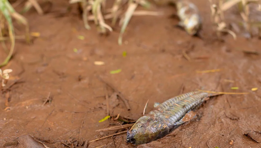 Peixes morreram após invasão da água no Encontro dos Rios