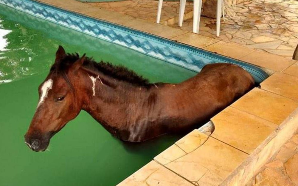 Cavalo não conseguiu sair sozinho da piscina e precisou da ajuda do Corpo de Bombeiros