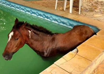 Cavalo não conseguiu sair sozinho da piscina e precisou da ajuda do Corpo de Bombeiros