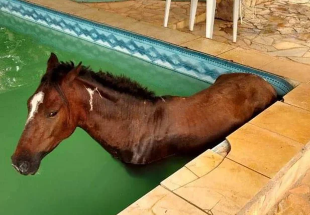 Cavalo não conseguiu sair sozinho da piscina e precisou da ajuda do Corpo de Bombeiros