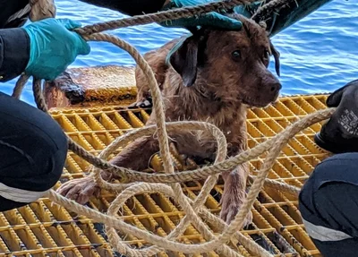 O cachorrinho recebeu o nome de Sobrevivente